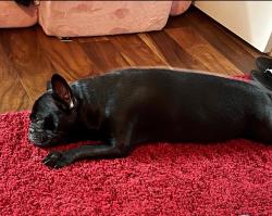 Lost Female Dog last seen Near Kirkland drive, Locust Grove, GA 30248