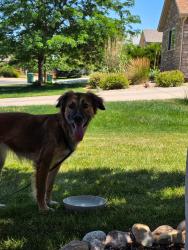 Reunited Female Dog last seen 134th & Jersey Street, Thornton, CO 80602