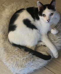 Reunited Male Cat last seen Luella and San Augustine area, Deer Park, TX 77536