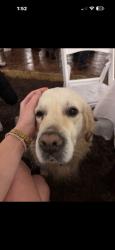 Reunited Male Dog last seen Near Raven Hill Rd, Oakhurst, TX 77359, USA, Oakhurst, TX 77359