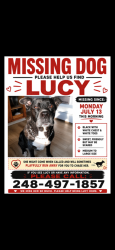 Reunited Female Dog last seen Franklin Road and Square Lake, Bloomfield Township, MI 48302