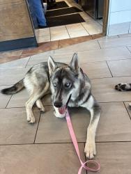Found/Stray Female Dog last seen 120th street and Vermont Avenue, Los Angeles, CA 90044