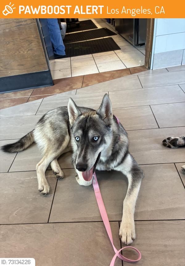 Found/Stray Female Dog last seen 120th street and Vermont Avenue, Los Angeles, CA 90044