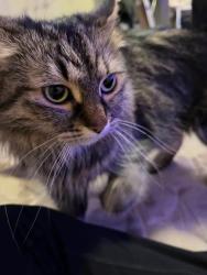 Reunited Female Cat last seen 15B Glibert Ave, Winnipeg, MB R2X 0T4