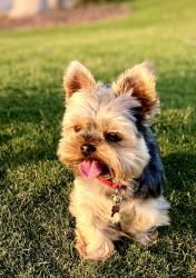 Lost Male Dog last seen La Valle Plateada and El Mirador, Rancho Santa Fe, CA 92067