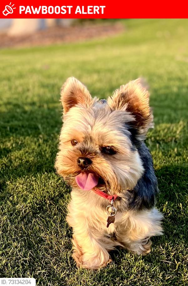 Lost Male Dog last seen La Valle Plateada and El Mirador, Rancho Santa Fe, CA 92067
