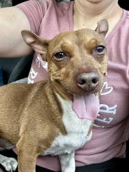 Reunited Male Dog last seen Eldorado Park, North Las Vegas, North Las Vegas, NV 89031