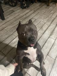 Reunited Male Dog last seen Montgomery Waller Community Park, San Diego, CA 92154