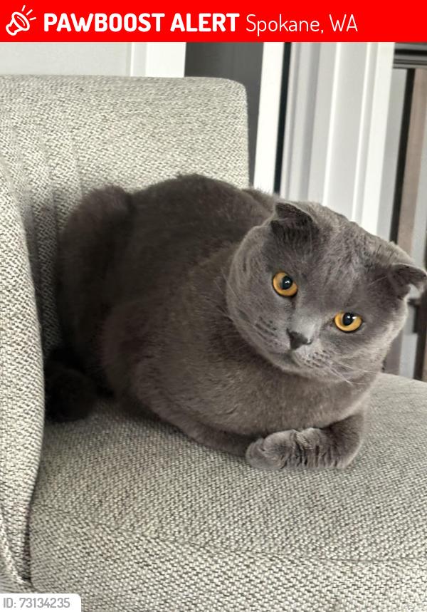Lost Male Cat last seen Old trails, airways heights, government way, Spokane, WA 99224
