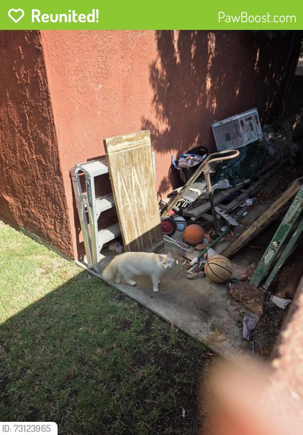 Reunited Unknown Cat last seen S Gilbert & Roberta Ave, Fullerton, CA 92833