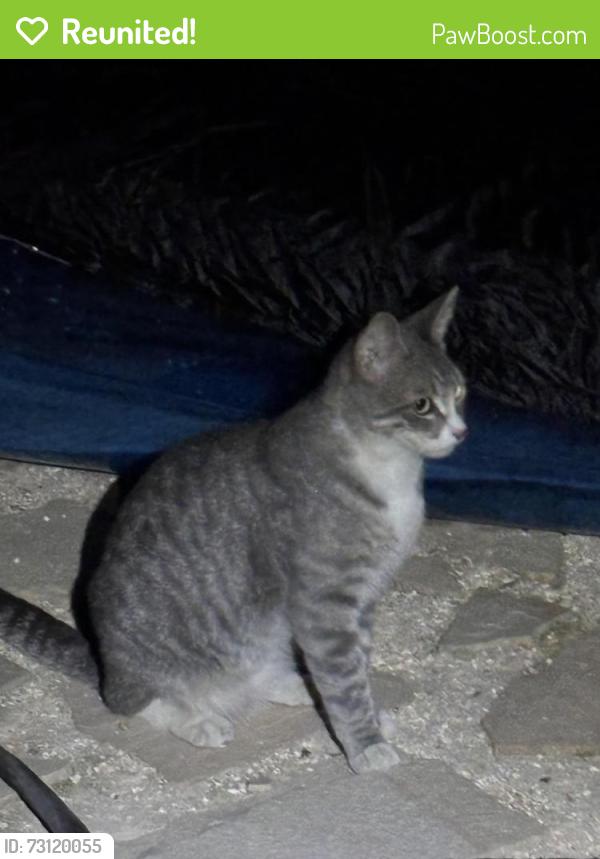 Reunited Male Cat last seen cedrus dr. & w central ave., Tracy, CA 95376