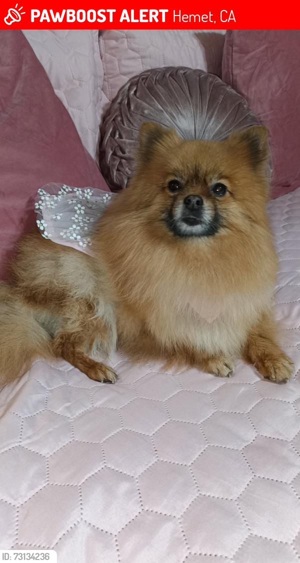 Lost Female Dog last seen Sanders/ stetson, Hemet, CA 92543