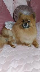 Lost Female Dog last seen Sanders/ stetson, Hemet, CA 92543