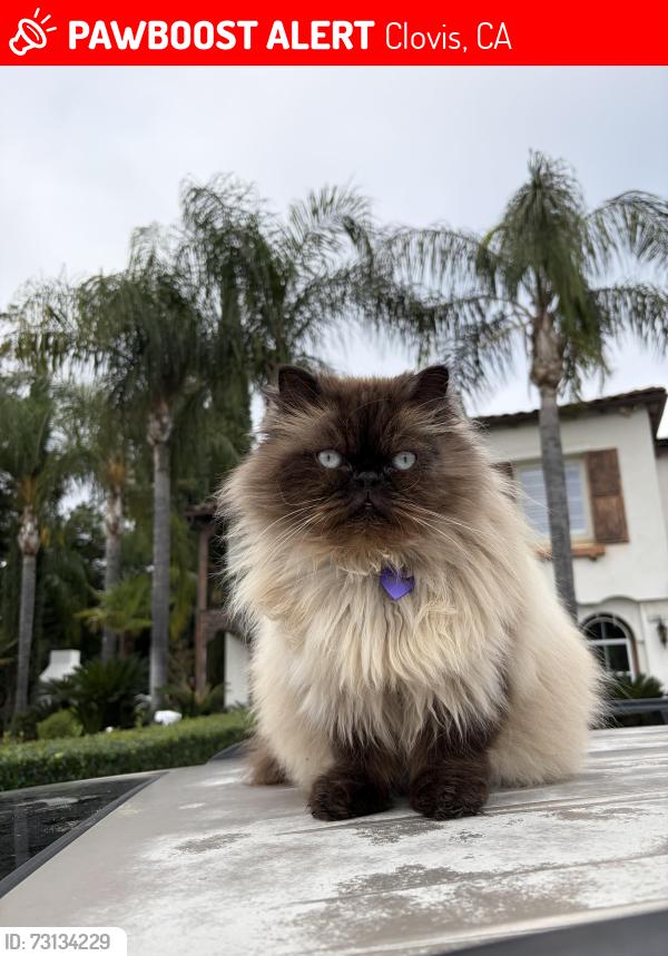 Lost Male Cat last seen Near Jordan ave, Clovis, CA 93611