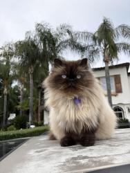 Lost Male Cat last seen Near Jordan ave, Clovis, CA 93611