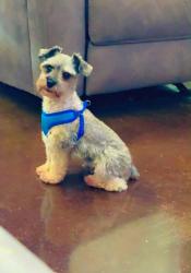 Reunited Male Dog last seen Near Heathers Reef, Converse, TX 78152, USA, Converse, TX 78152