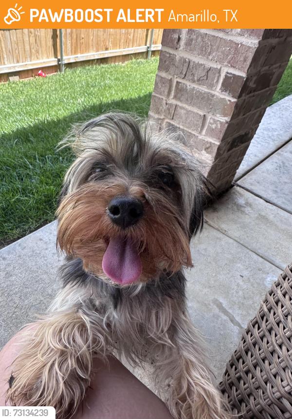 Found/Stray Male Dog last seen Asher Ave, Amarillo, TX 79119