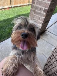Found/Stray Male Dog last seen Asher Ave, Amarillo, TX 79119