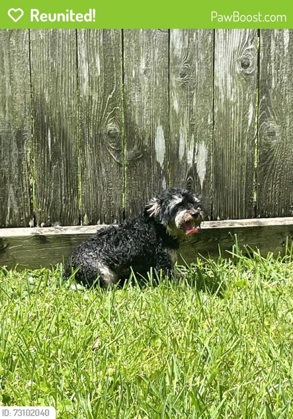 Reunited Male Dog last seen Driftwood, Manvel, TX 77578