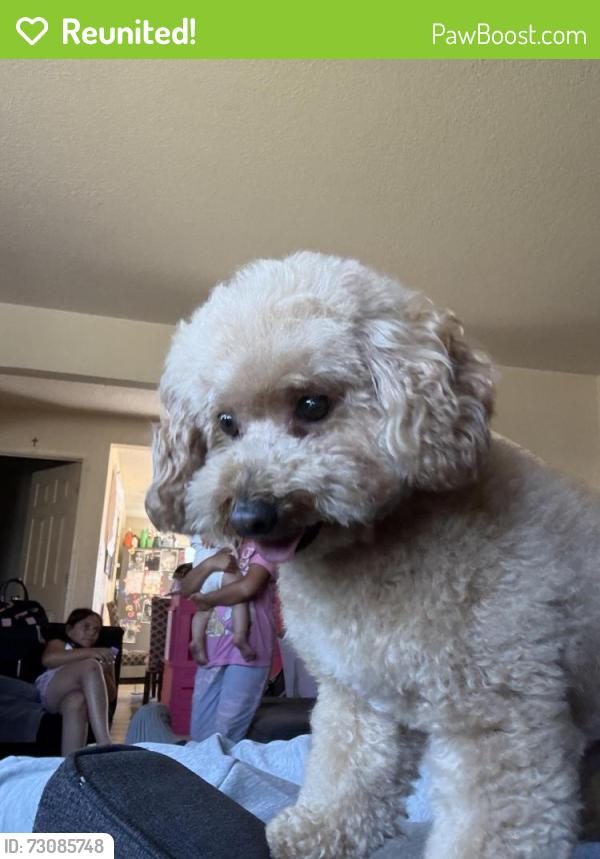Reunited Male Dog last seen North salinas, Salinas, CA 93906