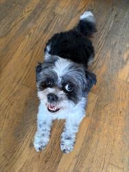 Found/Stray Female Dog last seen Sherman Way and Woodman, Los Angeles, CA 91405