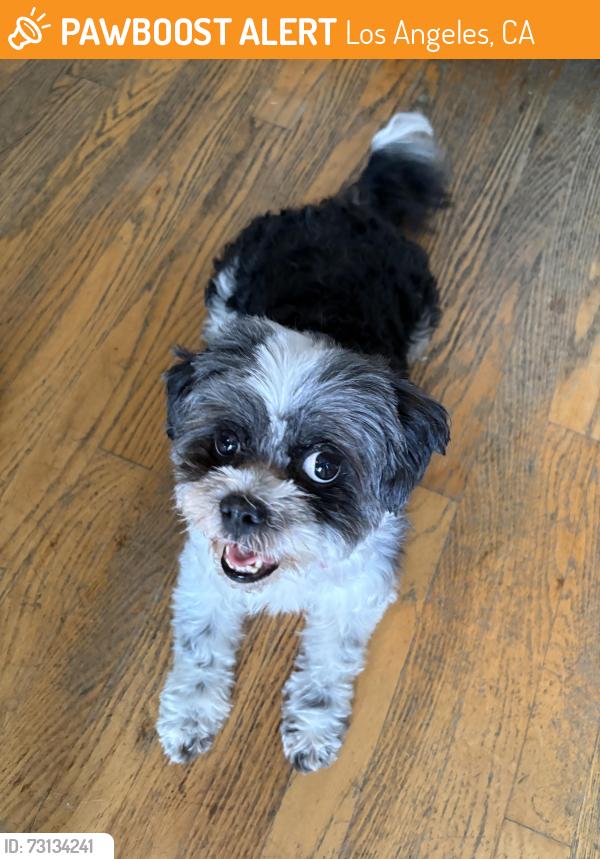 Found/Stray Female Dog last seen Sherman Way and Woodman, Los Angeles, CA 91405