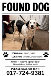 Found/Stray Female Dog last seen Elkhart rd, Richmond, VA 23235