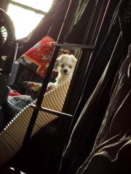 Lost Male Dog last seen Oak Forest RV Park, Austin, TX 78724