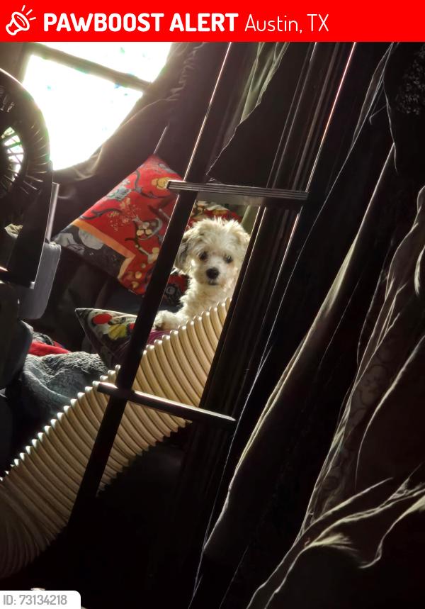 Lost Male Dog last seen Oak Forest RV Park, Austin, TX 78724