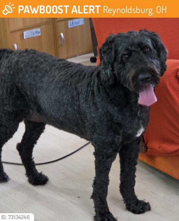 Found/Stray Female Dog last seen Slate Ridge and Destin Pl N, Reynoldsburg, OH 43068
