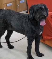 Found/Stray Female Dog last seen Slate Ridge and Destin Pl N, Reynoldsburg, OH 43068