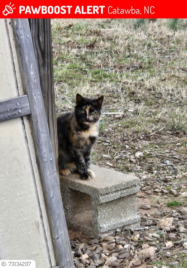 Lost Female Cat last seen Wike rd, Catawba, NC 28609