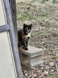 Lost Female Cat last seen Wike rd, Catawba, NC 28609