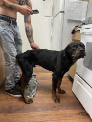 Found/Stray Male Dog last seen Near high meadows blvd. #153, Lafayette, LA 70507