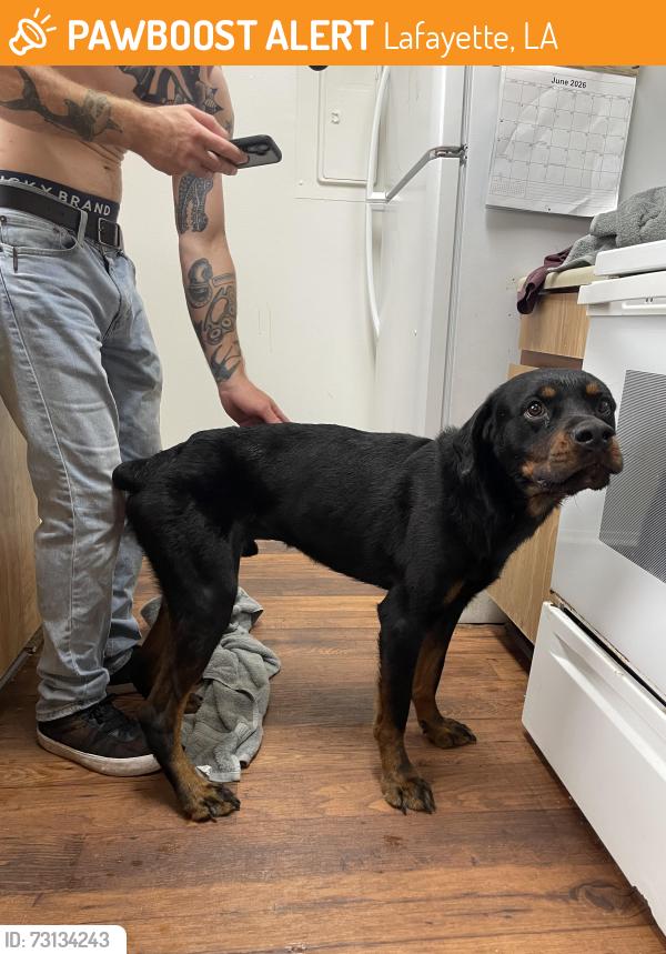 Found/Stray Male Dog last seen Near high meadows blvd. #153, Lafayette, LA 70507