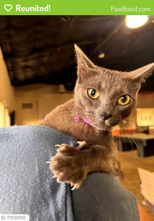 Reunited Female Cat last seen McDonald's of oceanside by dutchbros, Oceanside, CA 92054
