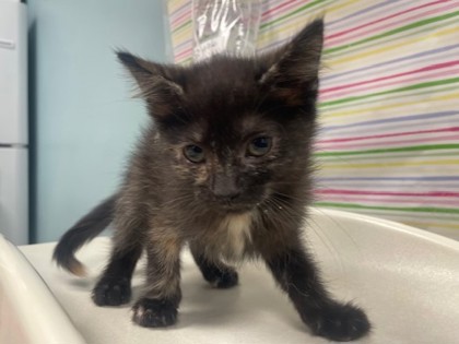 Shelter Stray Female Cat last seen South Byrne Road, 43614, OH, 827 Illinois Ave, Maumee, OH 43537, USA