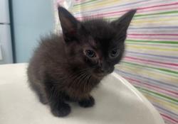 Shelter Stray Male Cat last seen South Byrne Road, 43614, OH, 827 Illinois Ave, Maumee, OH 43537, USA