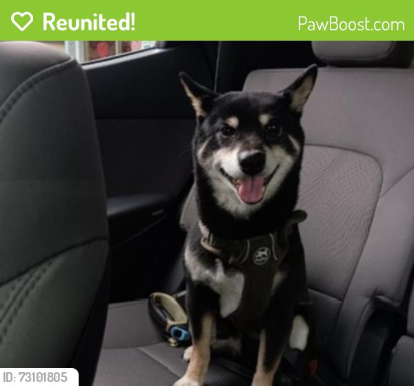 Reunited Male Dog last seen Near W Wildwood Dr, San Antonio, TX 78212, San Antonio, TX 78212