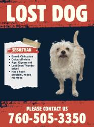 Lost Male Dog last seen boomers vista, Oceanside, CA 92056