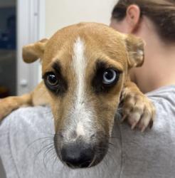 Shelter Stray Male Dog last seen Mumford Rd & W Osr, Brazos County, TX, 5359 Leonard Rd, Bryan, TX 77807, USA