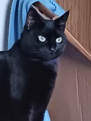 Reunited Female Cat last seen Near 78th Avenue SE, Olympia, WA 98501