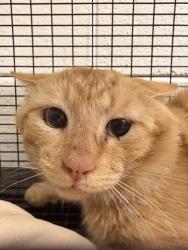 Shelter Stray Male Cat last seen Near w. baxter ave, City of Knoxville GP, TN, 3201 Division St, Knoxville, TN 37919, USA