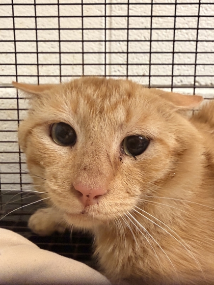 Shelter Stray Male Cat last seen Near w. baxter ave, City of Knoxville GP, TN, 3201 Division St, Knoxville, TN 37919, USA