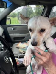 Shelter Stray Male Dog last seen Near Glenwood Rd, Decatur, GA 30032, 30032, GA, 3280 Chamblee Dunwoody Rd, Chamblee, GA 30341, USA