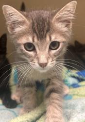 Shelter Stray Male Cat last seen Near North Indian Creek Drive, Clarkston, GA, 30021, 30021, GA, 3280 Chamblee Dunwoody Rd, Chamblee, GA 30341, USA
