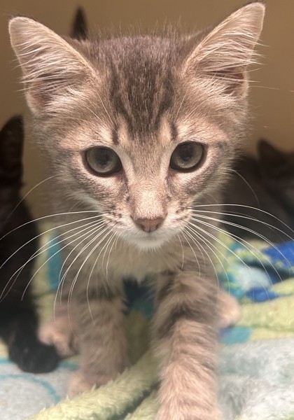 Shelter Stray Male Cat last seen Near North Indian Creek Drive, Clarkston, GA, 30021, 30021, GA, 3280 Chamblee Dunwoody Rd, Chamblee, GA 30341, USA