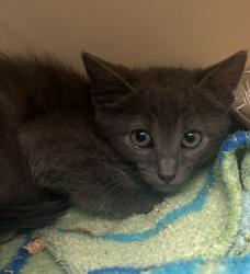 Shelter Stray Male Cat last seen Near North Indian Creek Drive, Clarkston, GA, 30021, 30021, GA, 3280 Chamblee Dunwoody Rd, Chamblee, GA 30341, USA