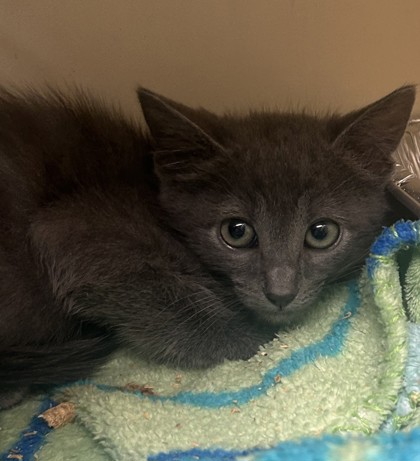 Shelter Stray Male Cat last seen Near North Indian Creek Drive, Clarkston, GA, 30021, 30021, GA, 3280 Chamblee Dunwoody Rd, Chamblee, GA 30341, USA