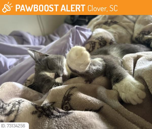 Found/Stray Female Cat last seen Beamguard rd, Clover, SC 29710
